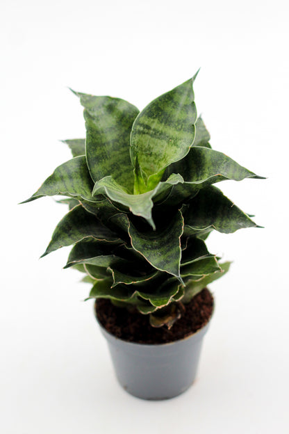 Sansevieria Mahanakorn