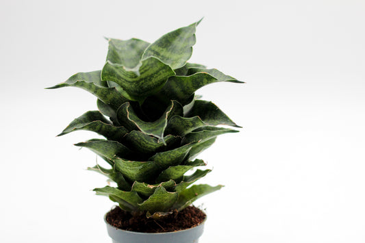 Sansevieria Mahanakorn