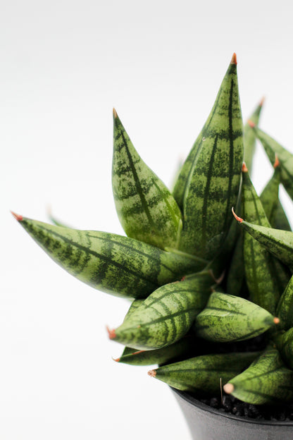 Sansevieria Yaya Fan