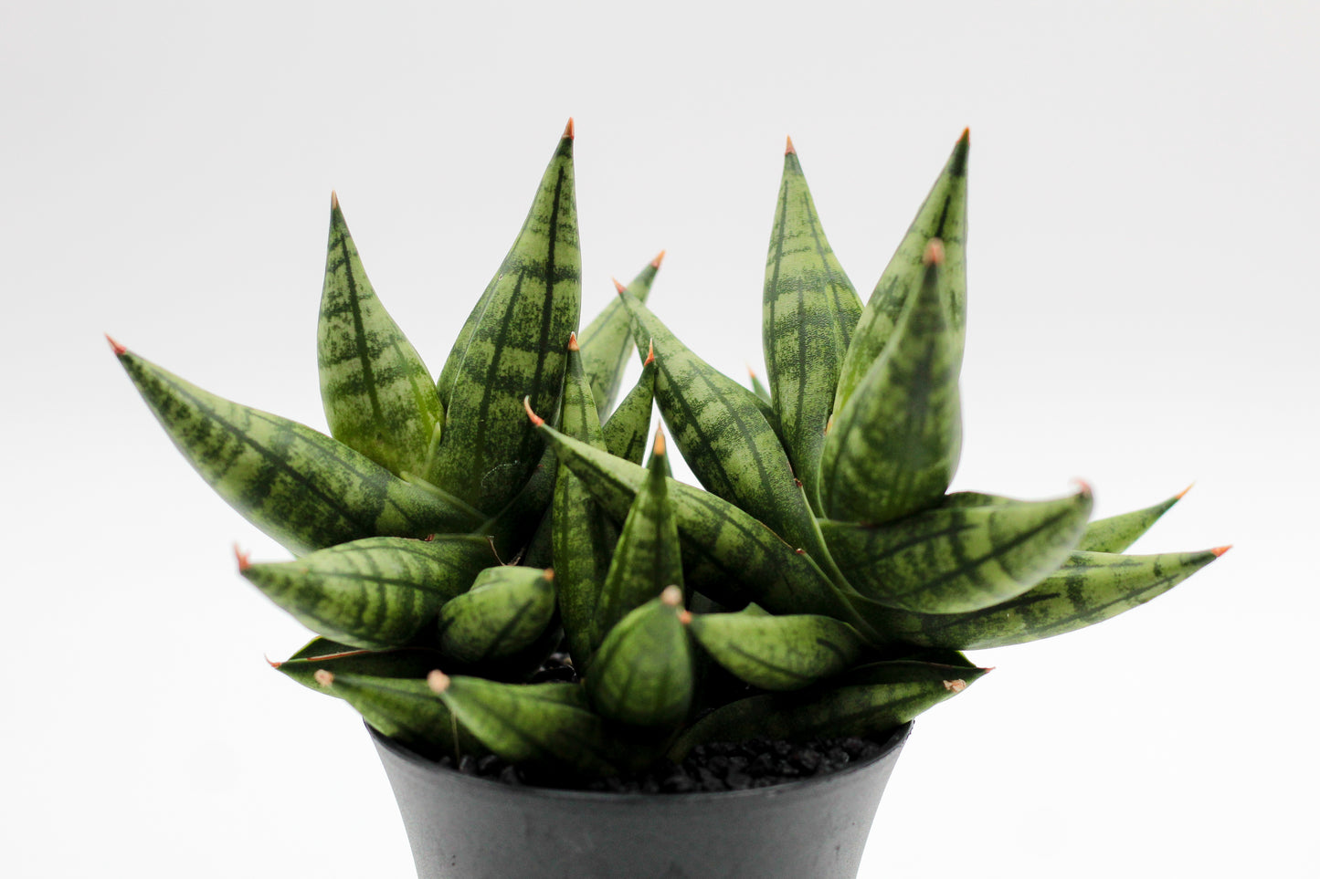 Sansevieria Yaya Fan