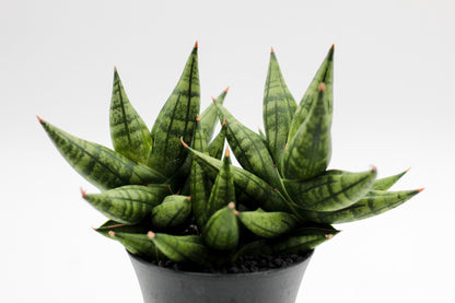 Sansevieria Yaya Fan