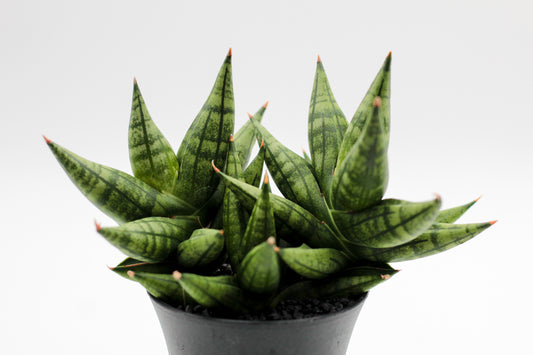 Sansevieria Yaya Fan
