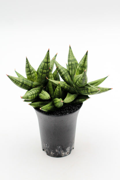 Sansevieria Yaya Fan