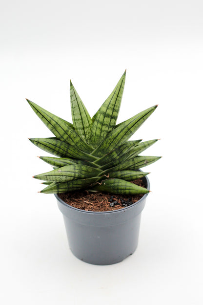 Sansevieria Yaya Fan