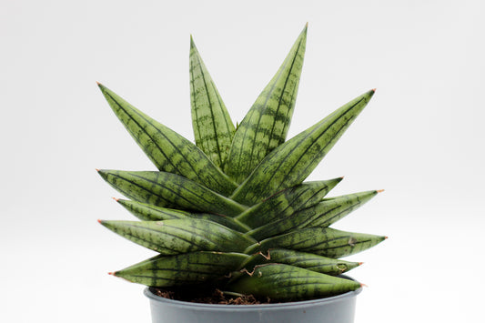 Sansevieria Yaya Fan