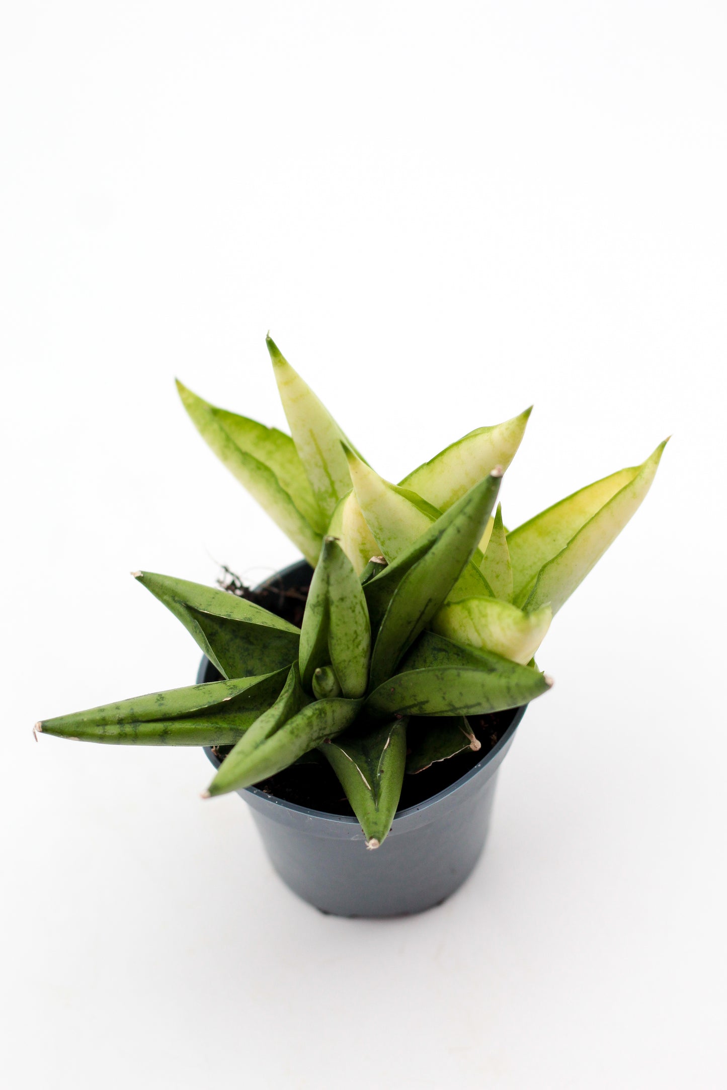 Sansevieria Yellow Tip Crown