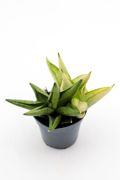 Sansevieria Yellow Tip Crown
