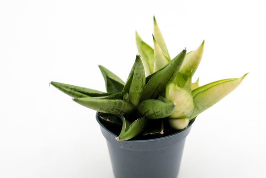 Sansevieria Yellow Tip Crown