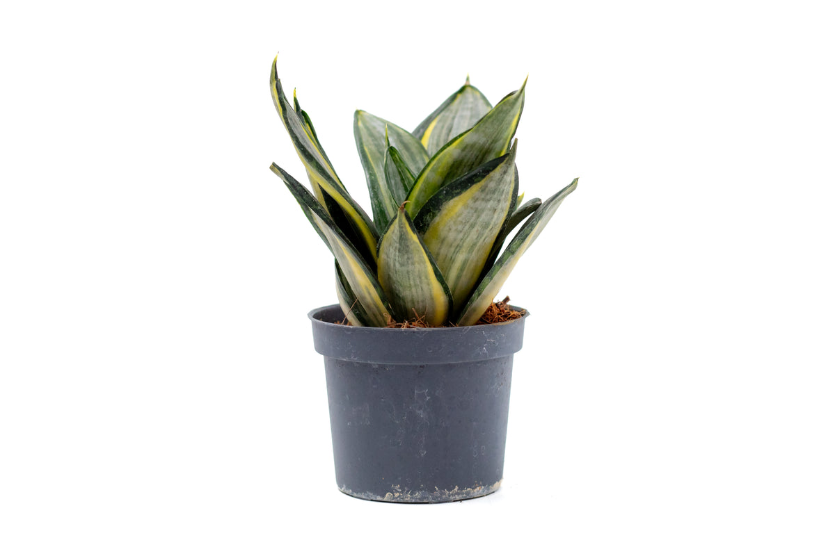 Sansevieria ‘Hahnii’ Silver Zebra