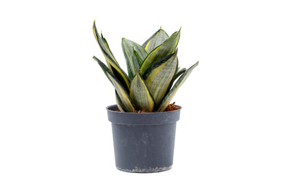 Sansevieria ‘Hahnii’ Silver Zebra