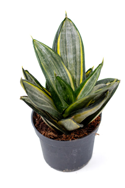 Sansevieria ‘Hahnii’ Silver Zebra