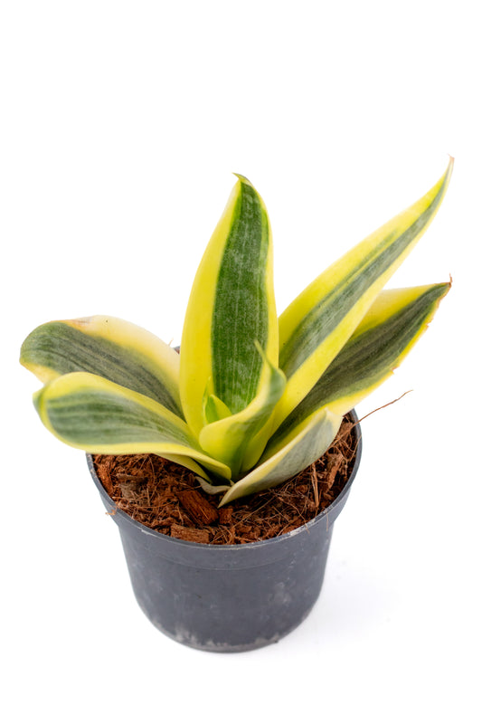 Sansevieria ‘Hahnii’ Sun