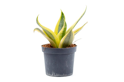 Sansevieria ‘Hahnii’ Sun