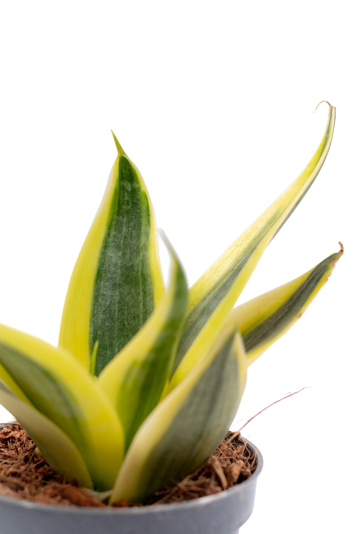 Sansevieria ‘Hahnii’ Sun