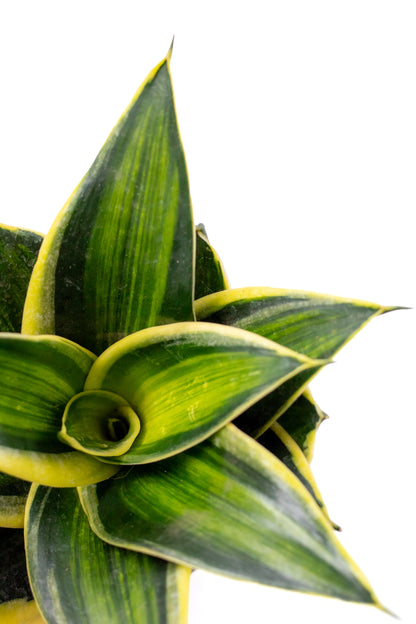 Sansevieria trifasciata Hahnii hybriden