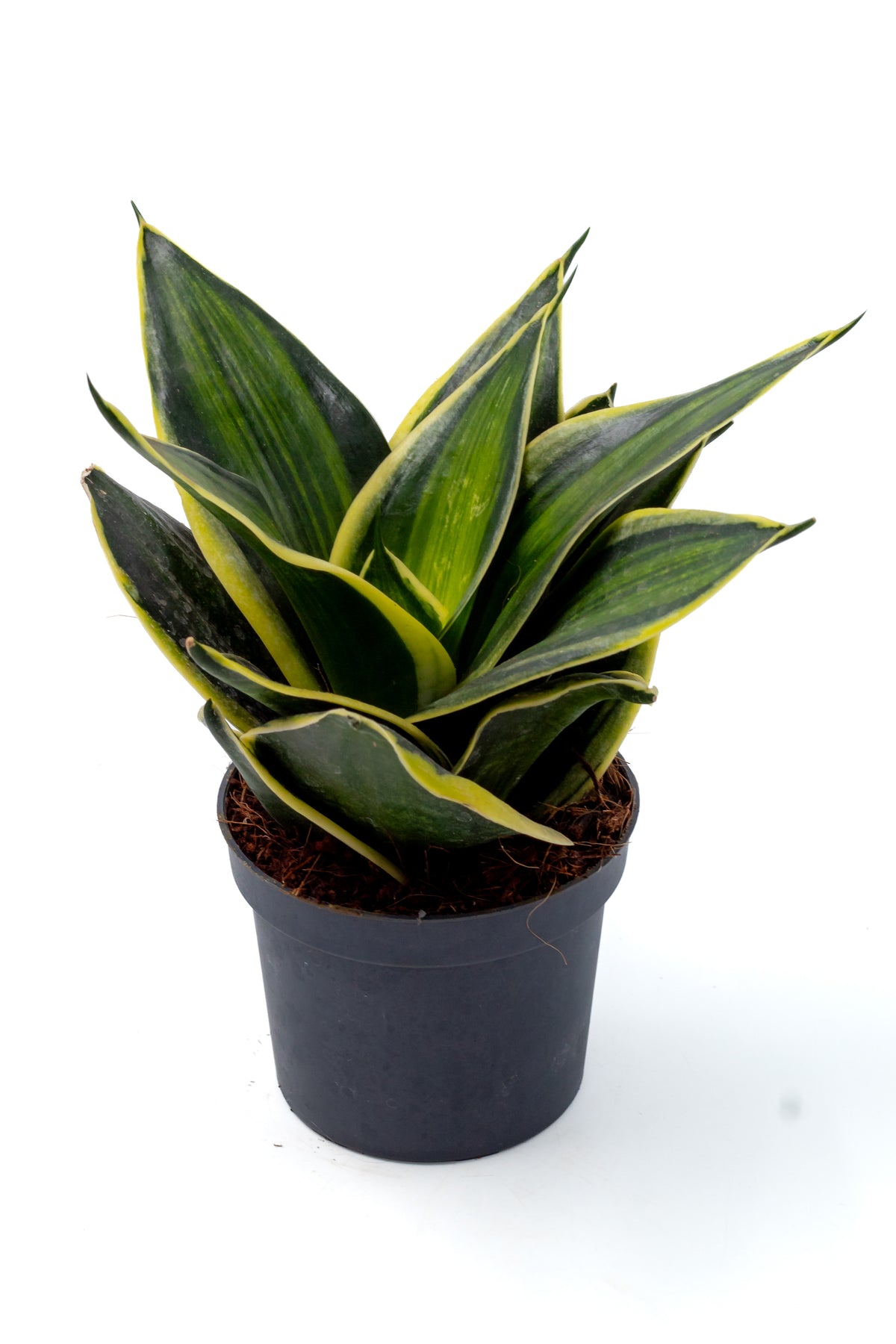 Sansevieria trifasciata Hahnii hybriden