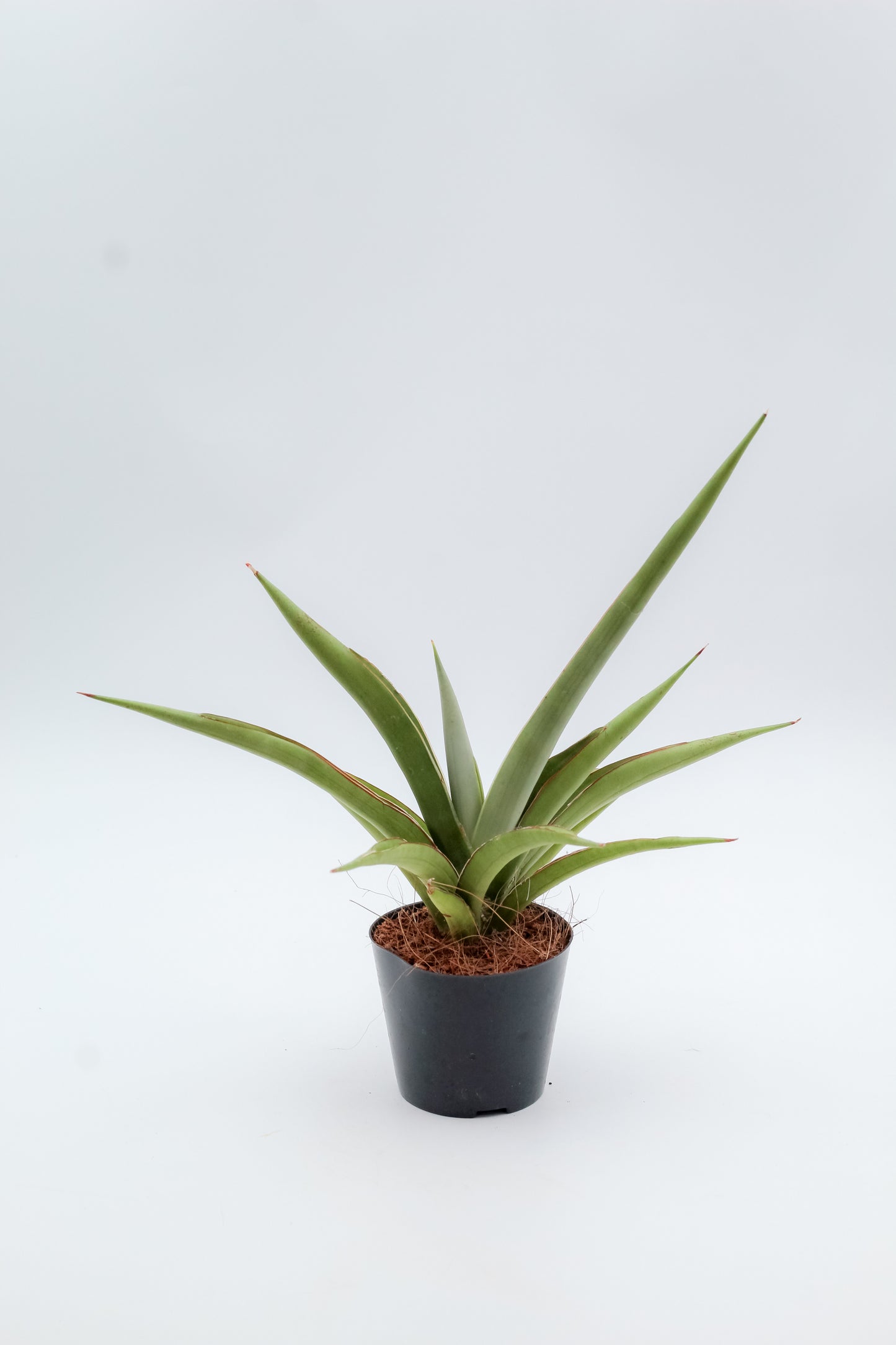 Sansevieria cylindrica 'Silver Syreni'