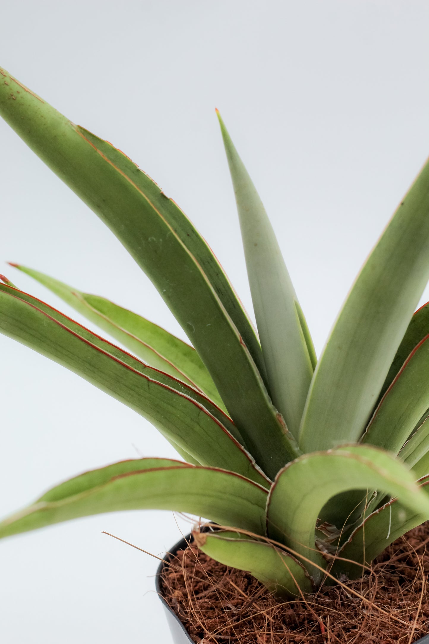 Sansevieria cylindrica 'Silver Syreni'