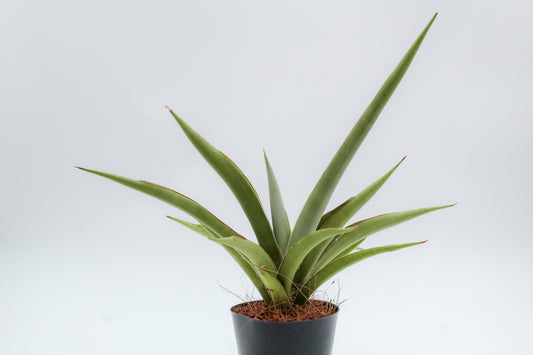 Sansevieria cylindrica 'Silver Syreni'
