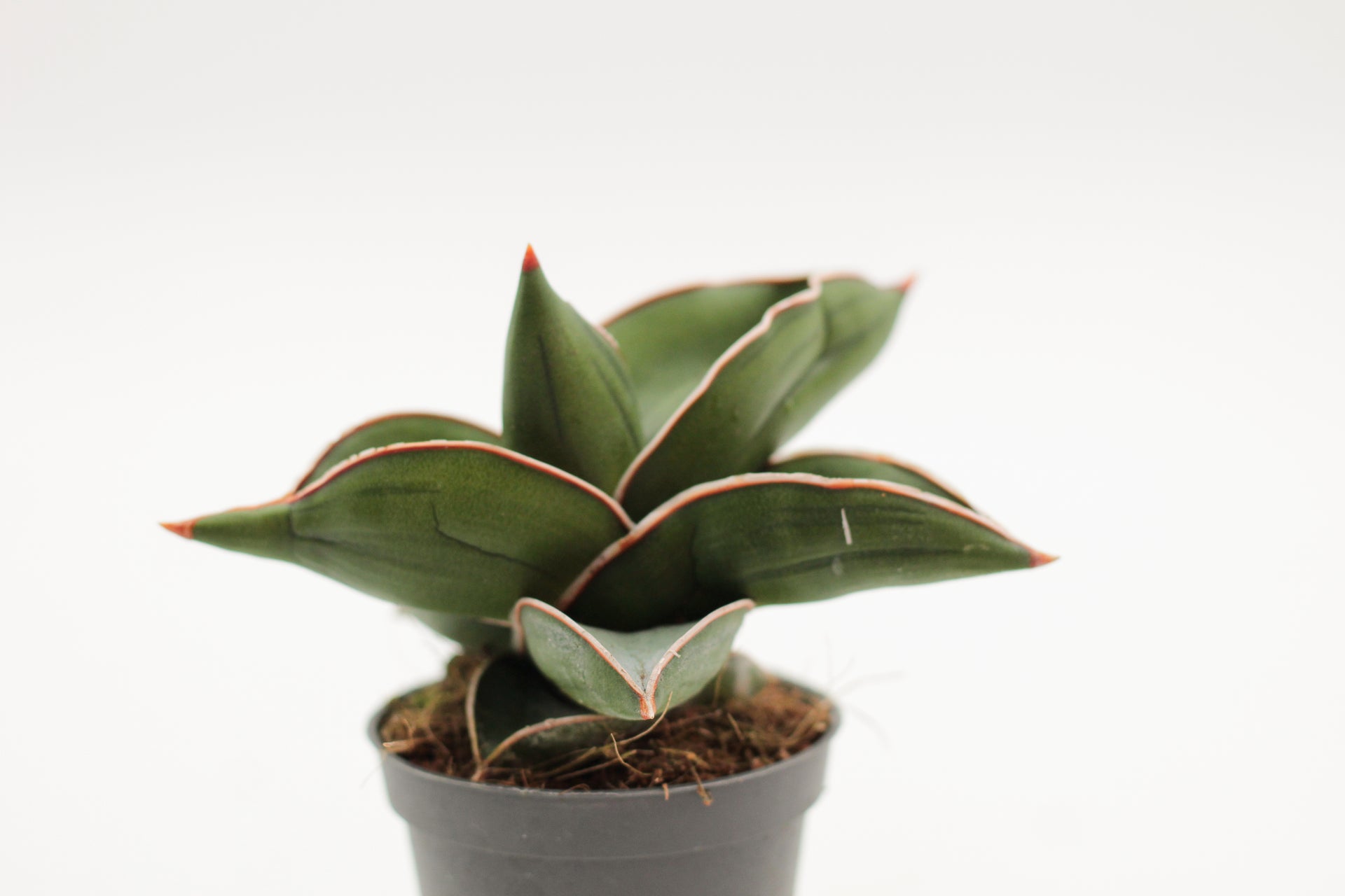 sansevieria zarlardinge Sansevieria ehrenbergii Samurai Dwarf