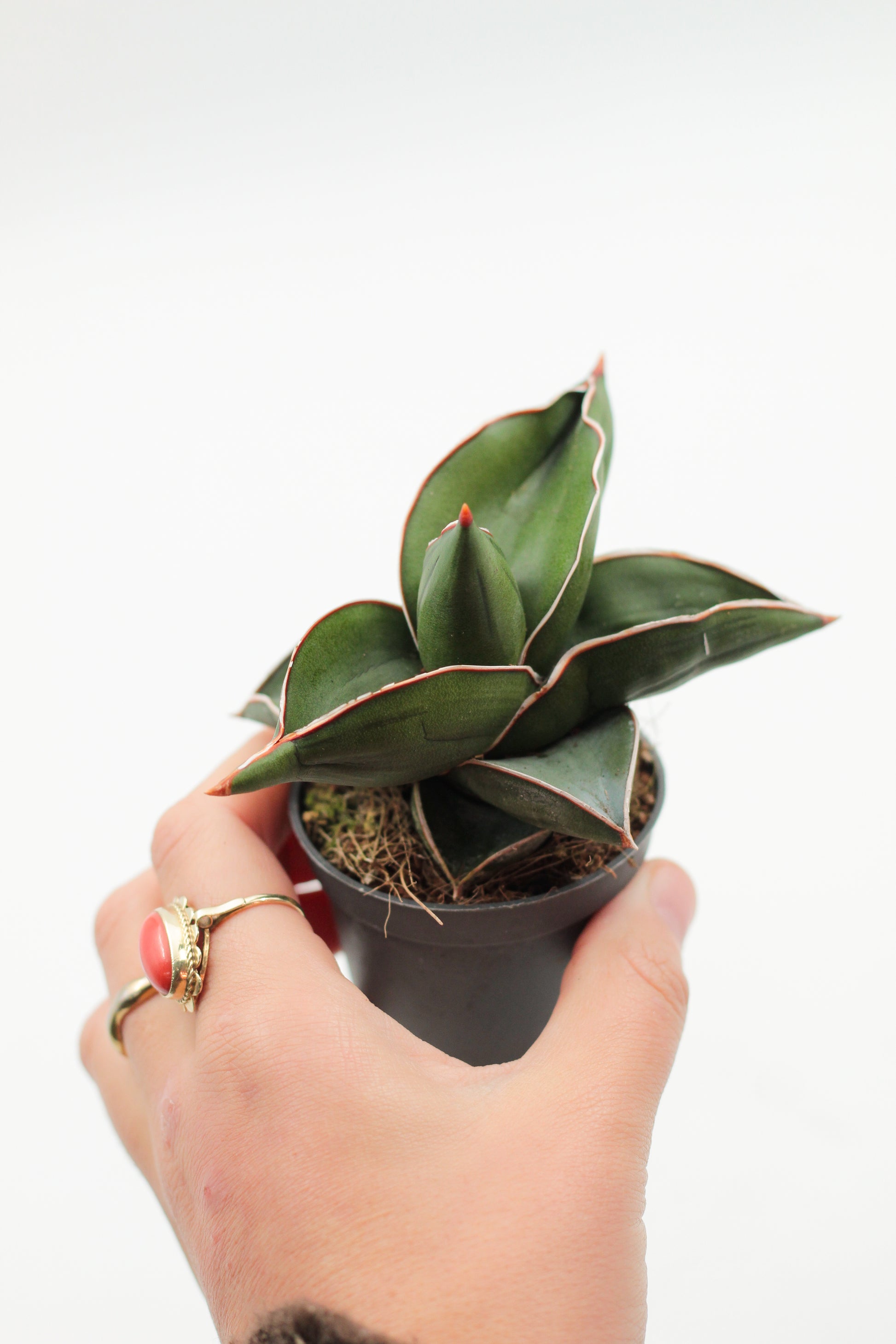 sansevieria ehrenbergii for sale Sansevieria ehrenbergii Samurai Dwarf – ikhebeencactus
