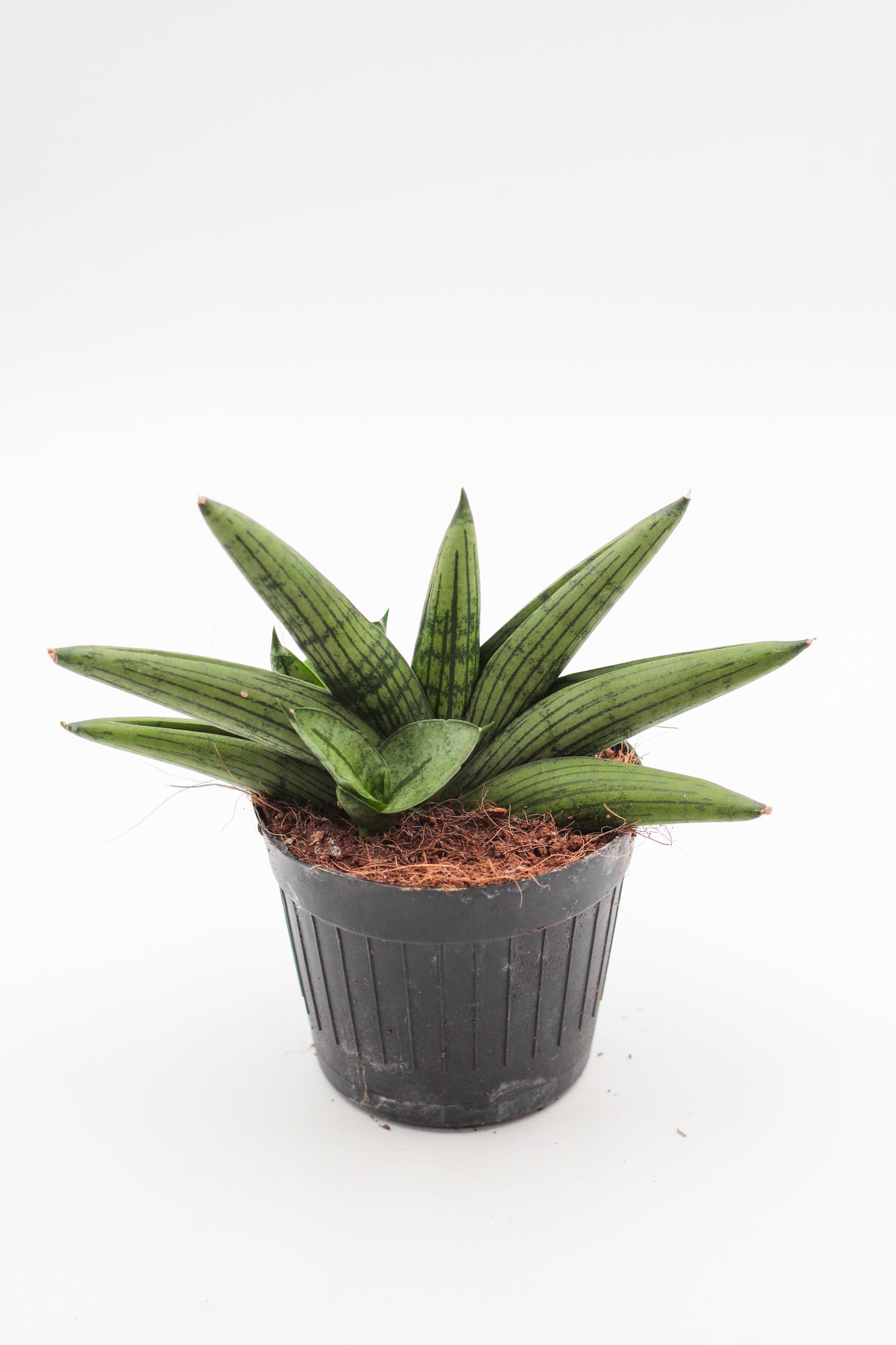 Sansevieria helios