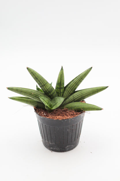 Sansevieria helios