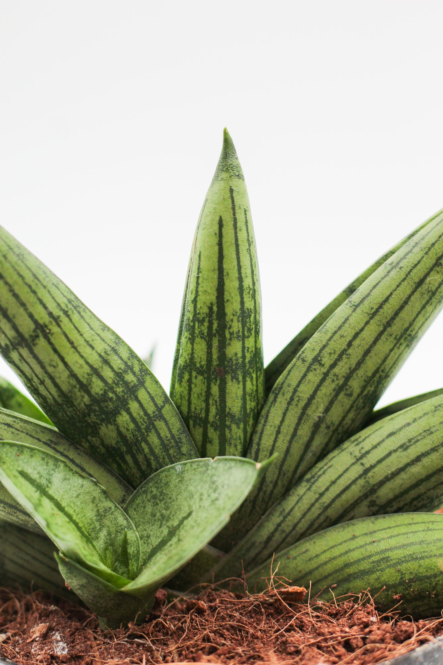 Sansevieria helios