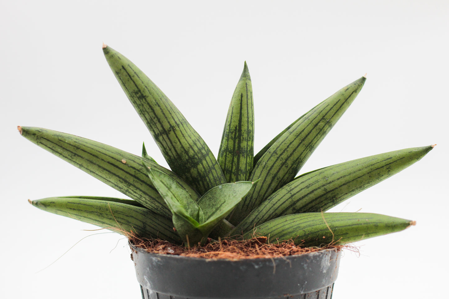 Sansevieria helios