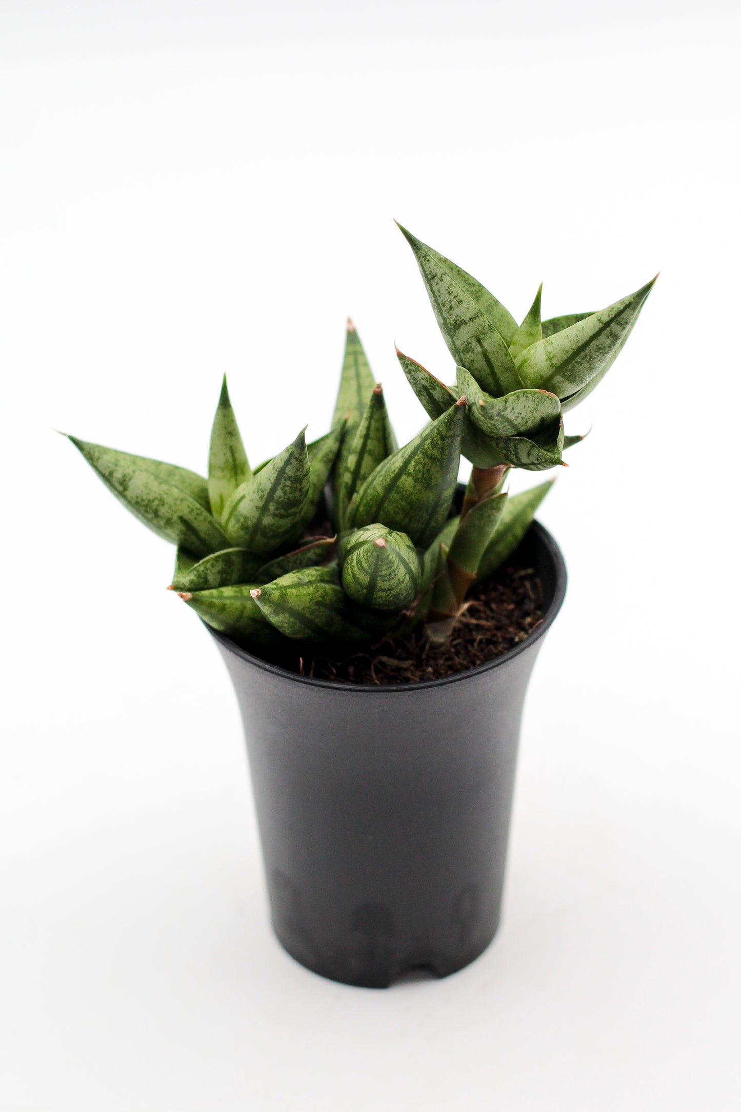 Sansevieria hybrid Comet Canoe No. 1