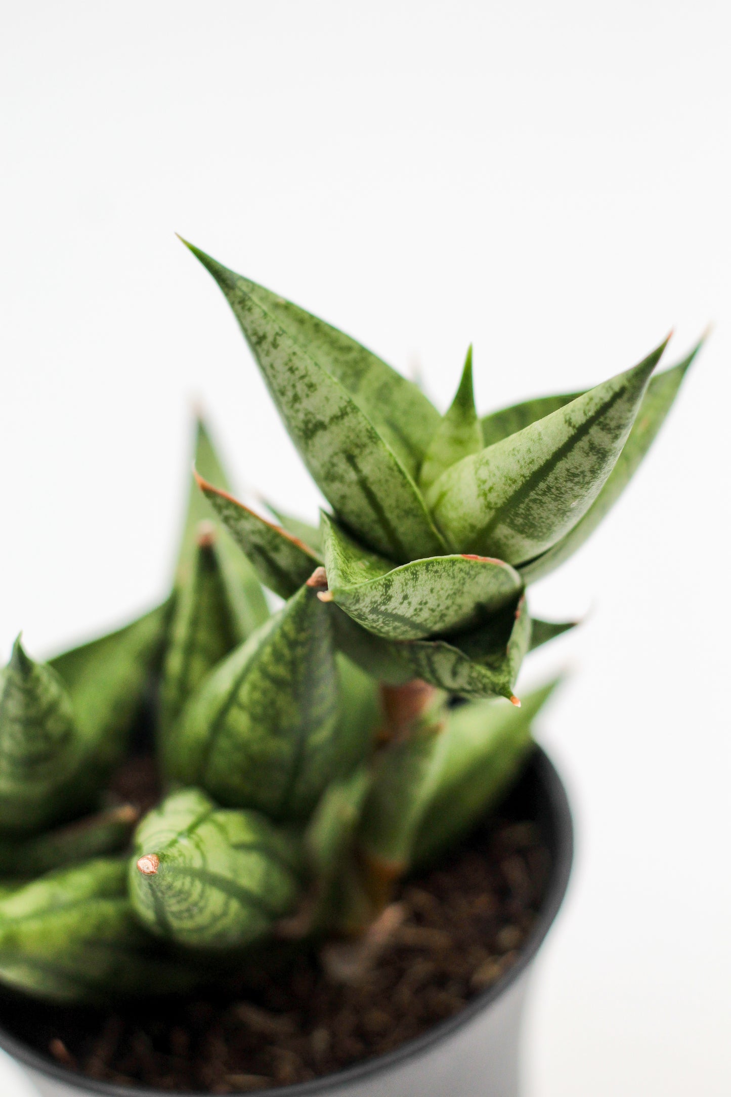 Sansevieria hybrid Comet Canoe No. 1