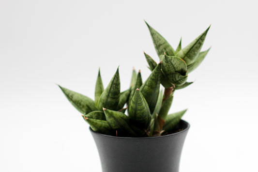 Sansevieria hybrid Comet Canoe No. 1