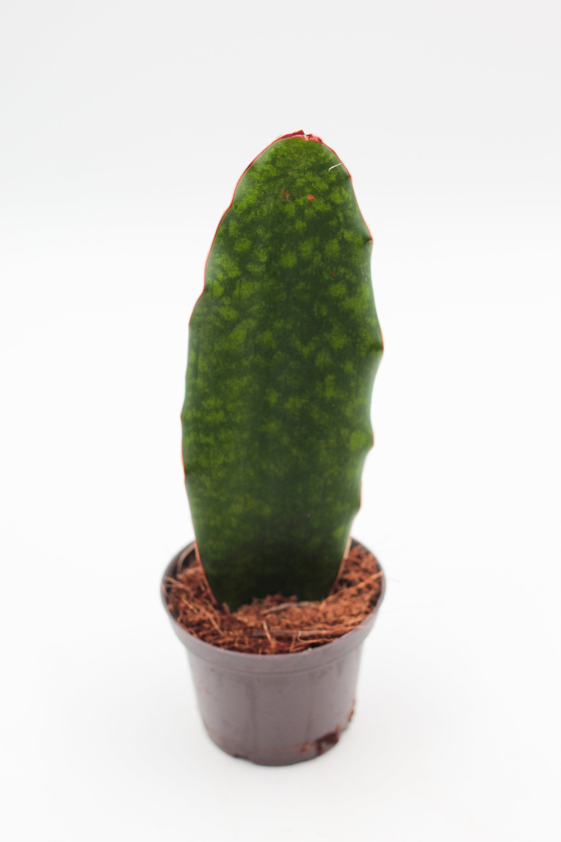 whale fin sansevieria nz Sansevieria masoniana 'Whale Fin' – ikhebeencactus