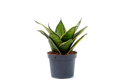 Sansevieria trifasciata Hahnii hybriden