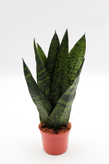 Sansevieria zeylanica Fan Shape