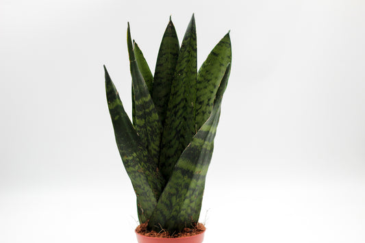 Sansevieria zeylanica Fan Shape