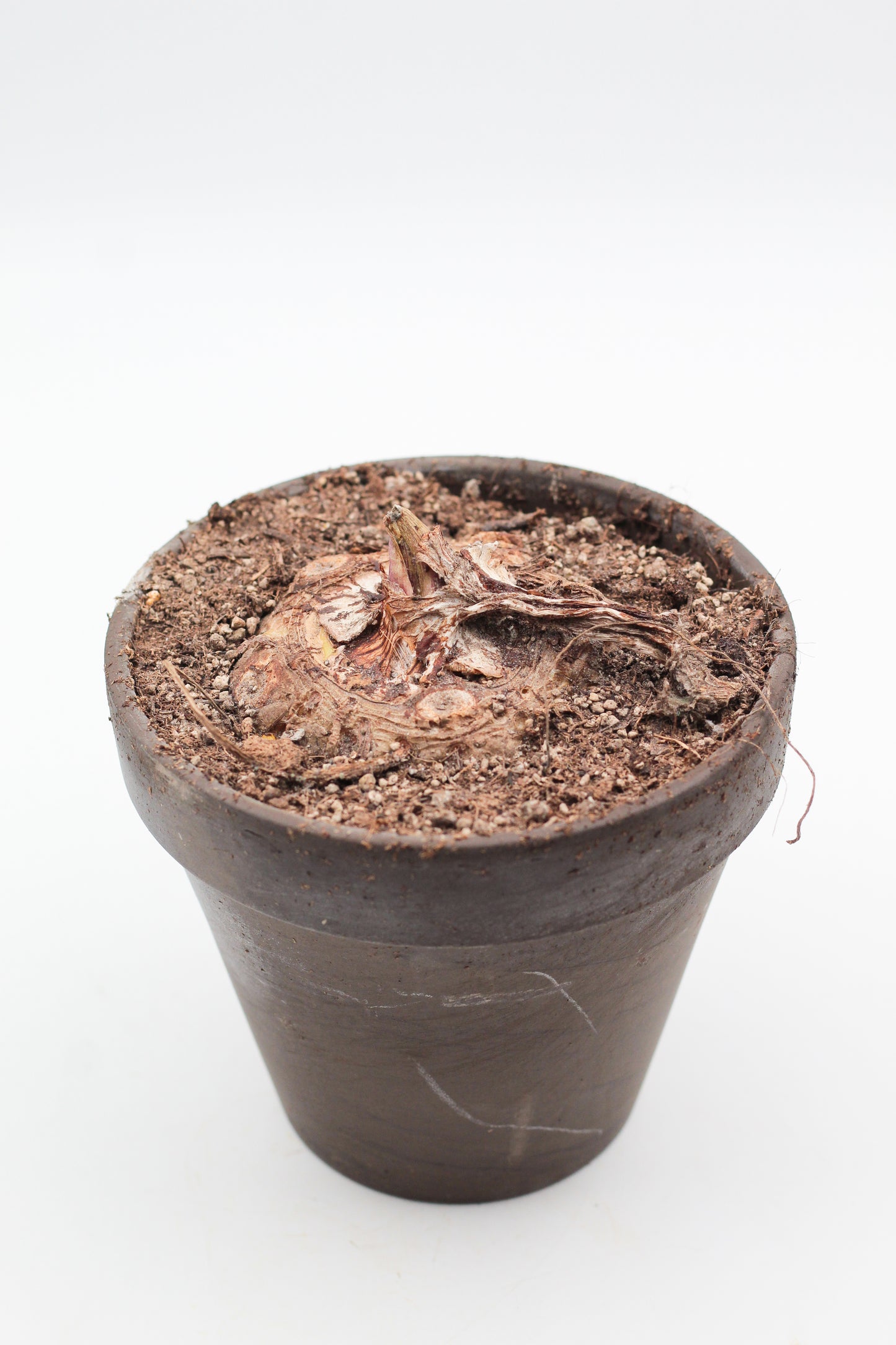 Sauromatum venosum "voodoo lily