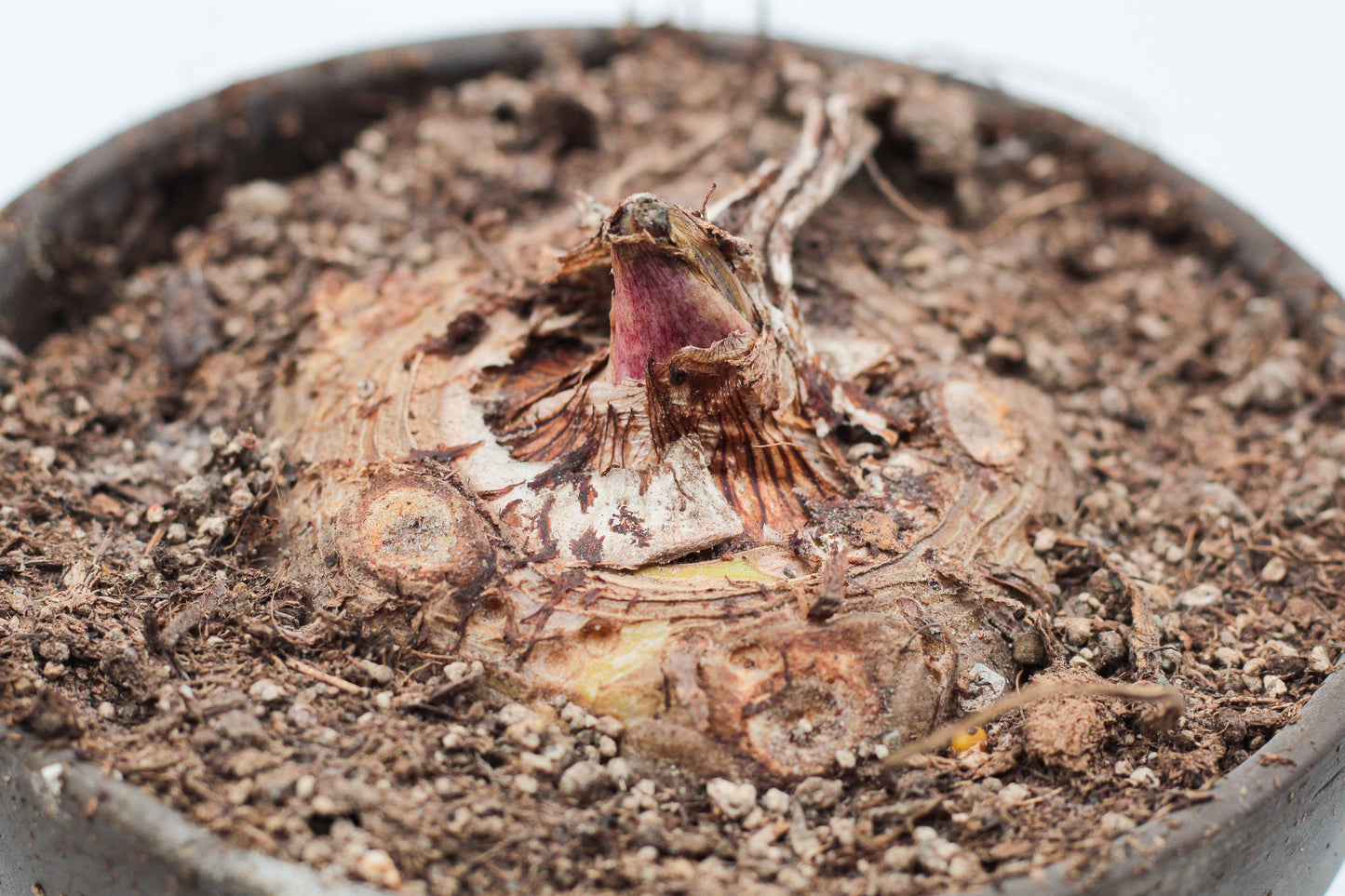 Sauromatum venosum "voodoo lily