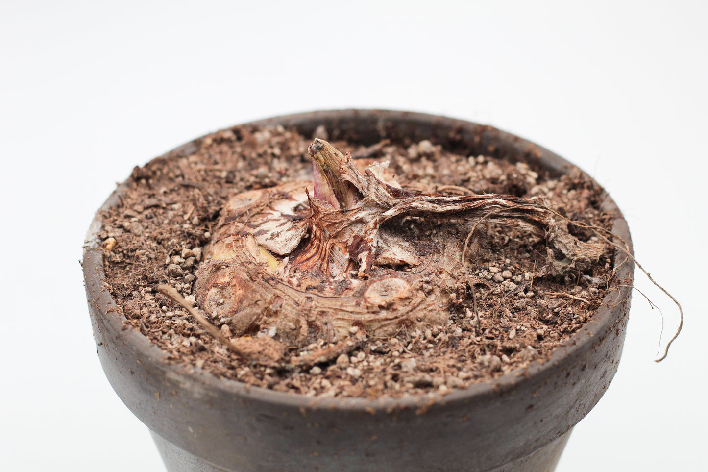 Sauromatum venosum "voodoo lily