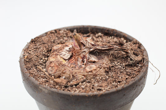 Sauromatum venosum "voodoo lily