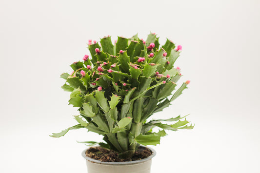 Schlumbergera lidcactus hybride Thor® Wild Cactus