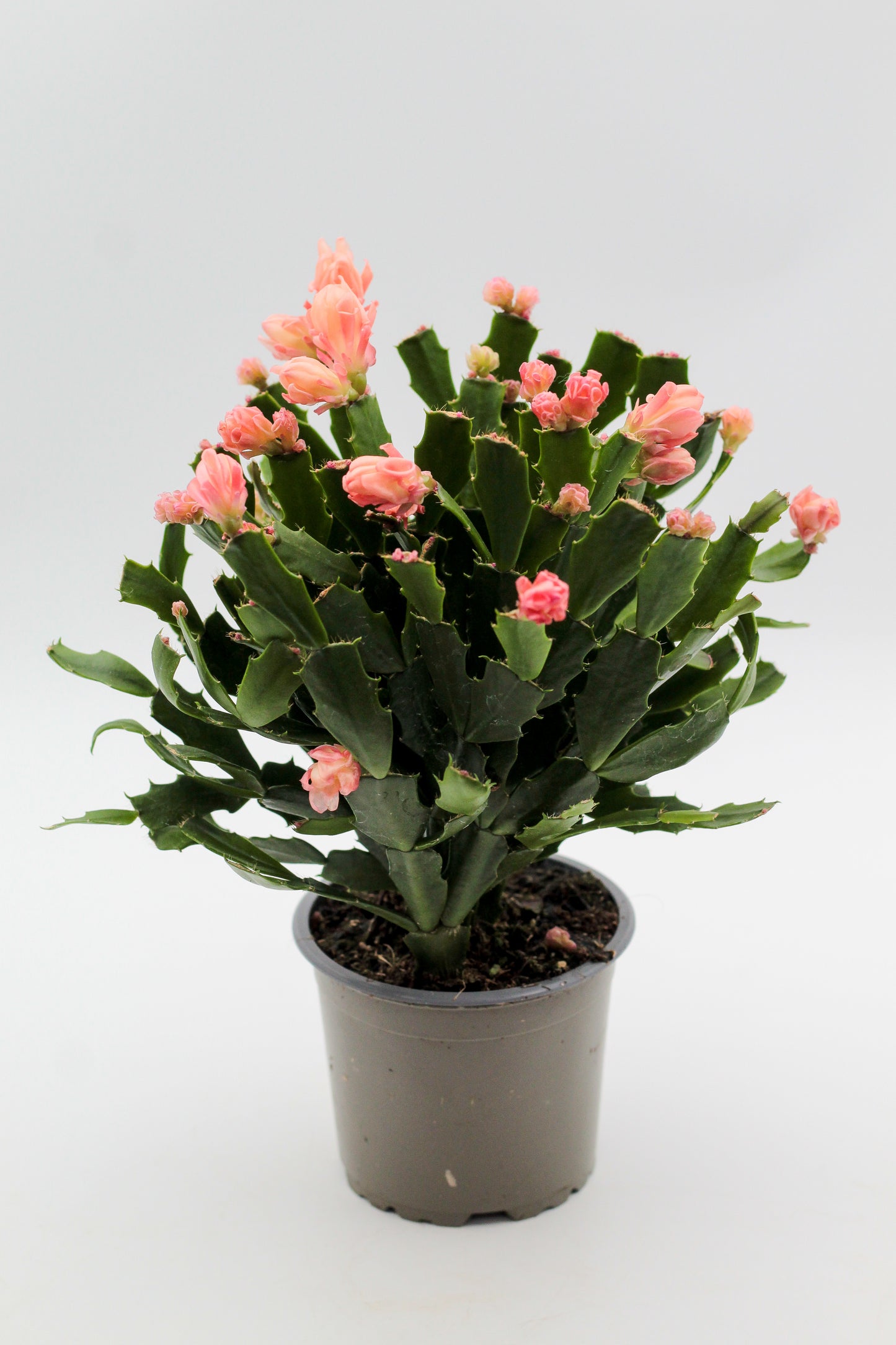 Schlumbergera lidcactus hybride Thor® Wild Cactus