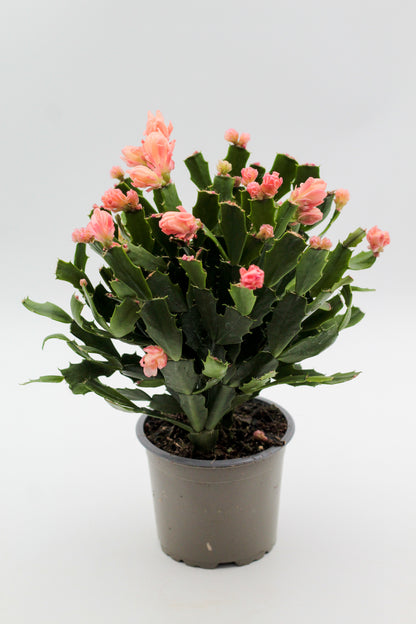 Schlumbergera lidcactus hybride Thor® Wild Cactus