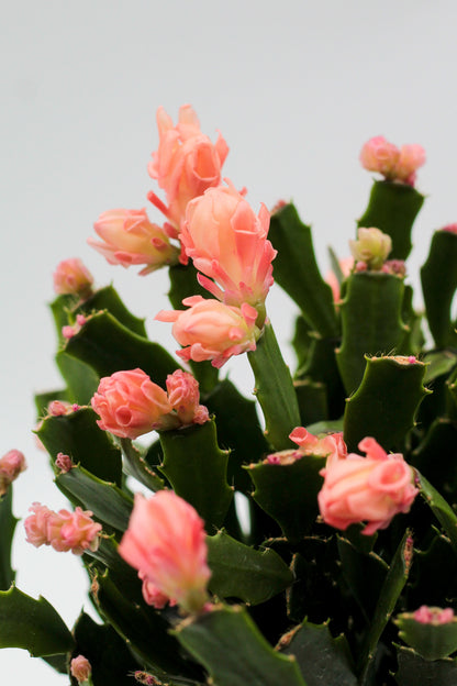 Schlumbergera lidcactus hybride Thor® Wild Cactus