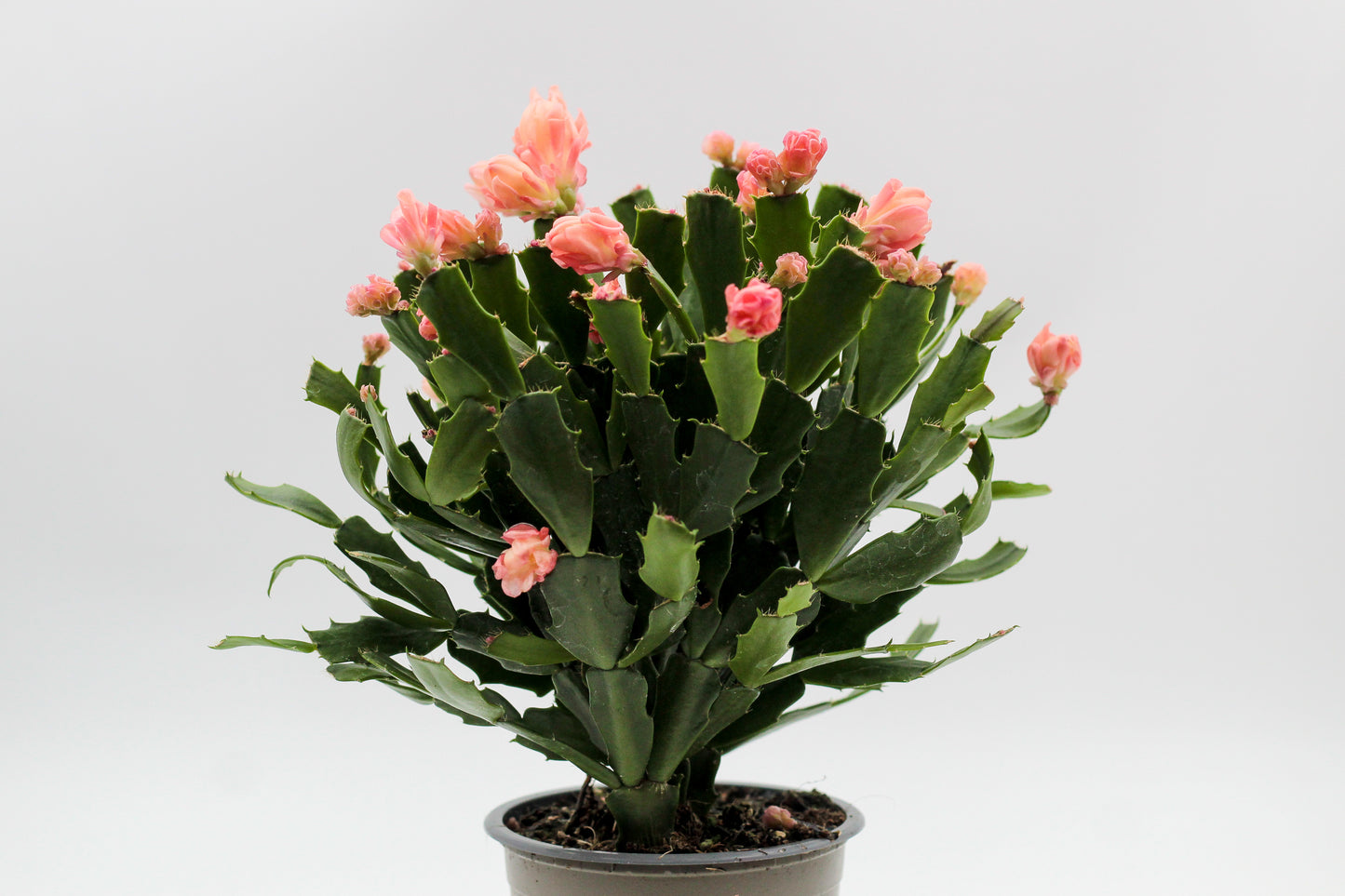 Schlumbergera lidcactus hybride Thor® Wild Cactus