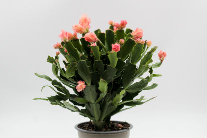 Schlumbergera lidcactus hybride Thor® Wild Cactus