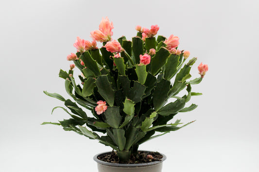 Schlumbergera lidcactus hybride Thor® Wild Cactus