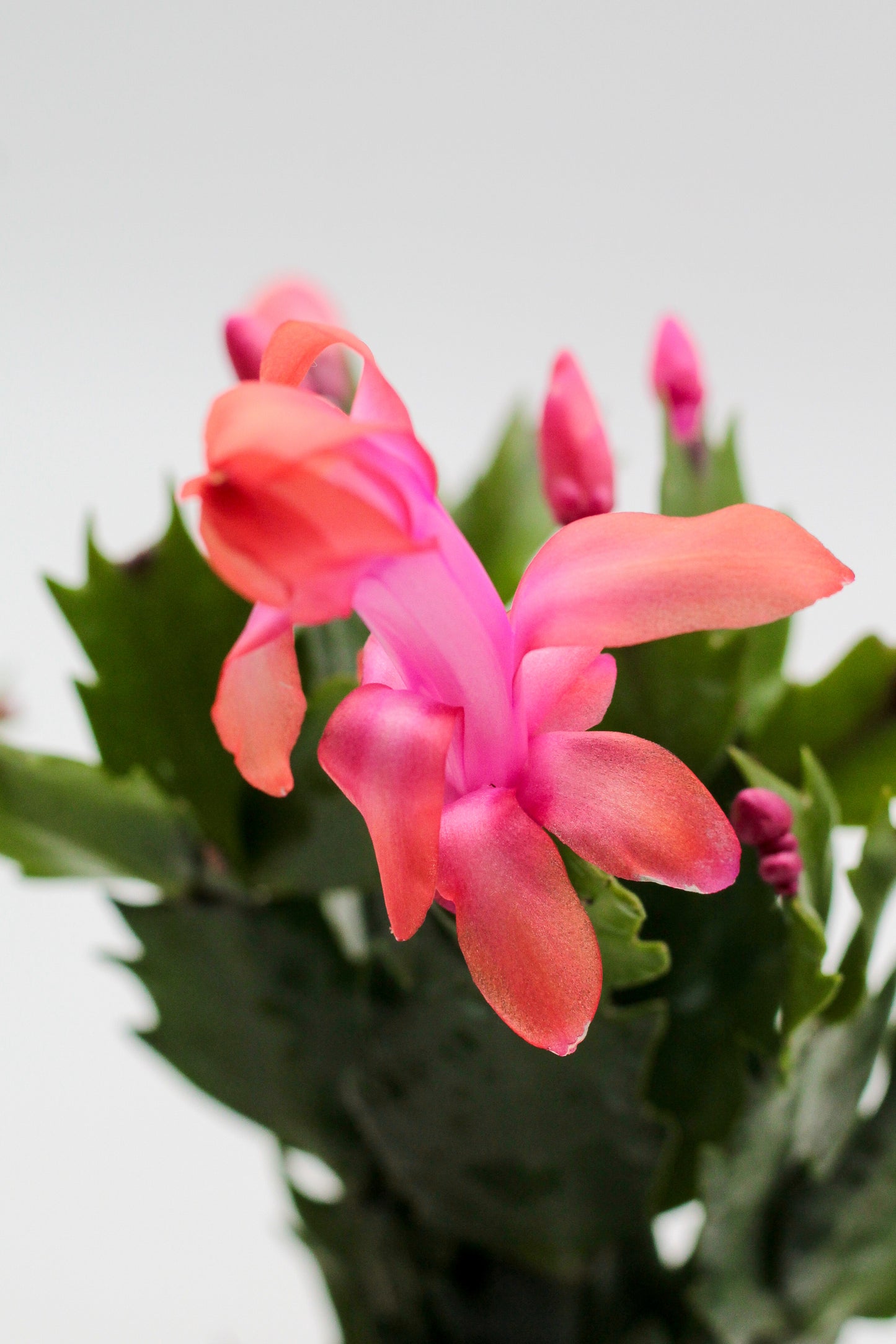 Schlumbergera bloemkleur roze, paars, oranje, rood, wit, en geel lidactus kopen online bestellen