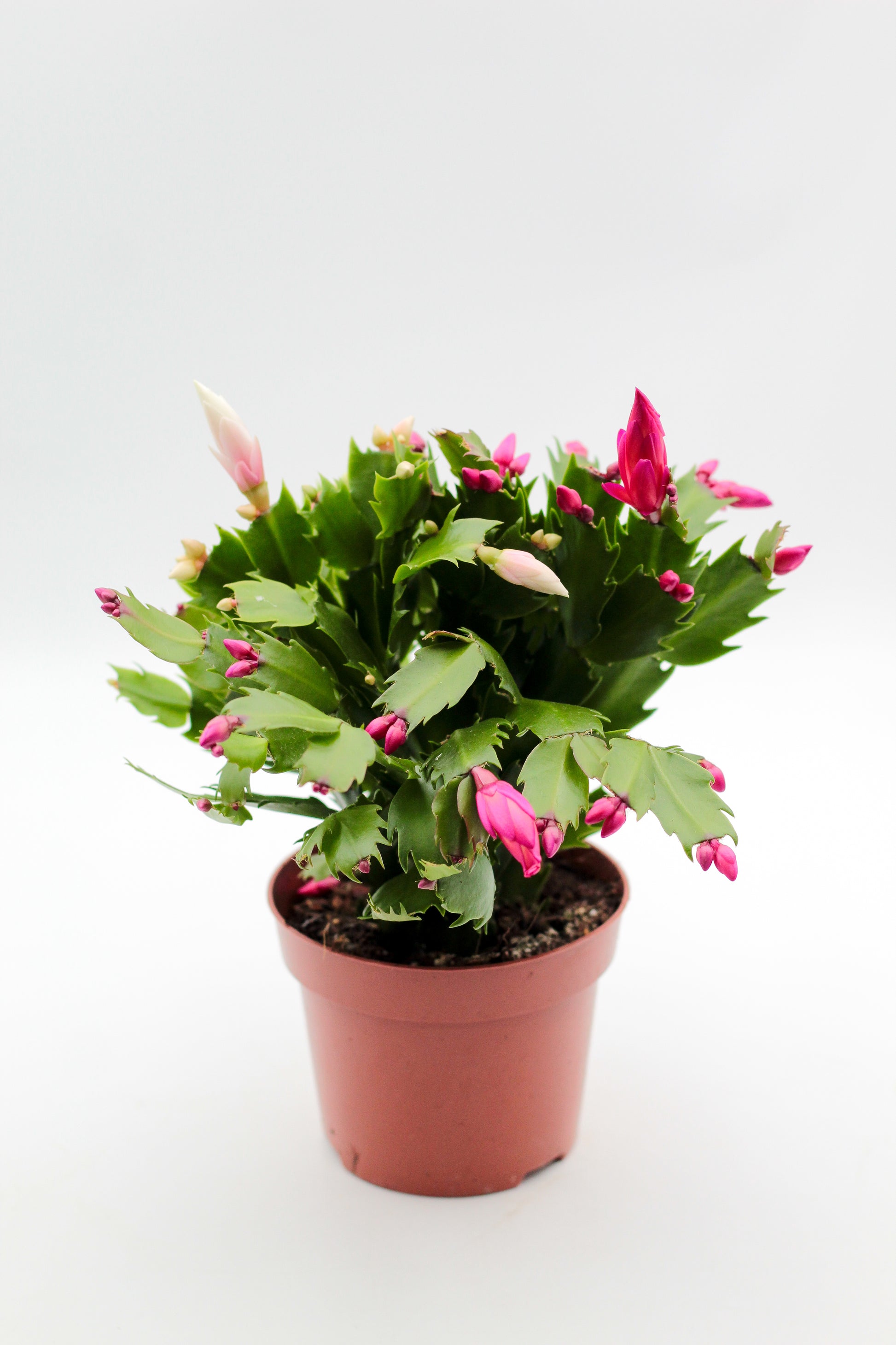 Schlumbergera bloemkleur roze, paars, oranje, rood, wit, en geel lidactus kopen online bestellen