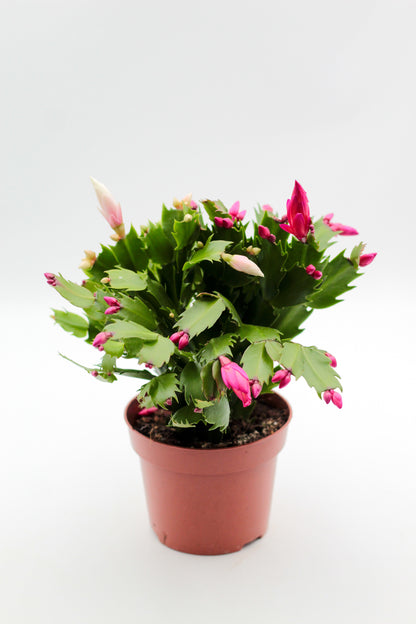 Schlumbergera bloemkleur roze, paars, oranje, rood, wit, en geel lidactus kopen online bestellen